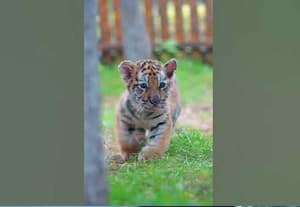  பெண் புலிக்குட்டி காயம் பீஹாருக்கு மற்றொரு குட்டியை அனுப்ப முடிவு