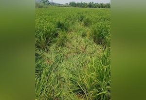  பன்றிகளோ ஜாலி... பயிர்களோ காலி... வேதனையில் விவசாயிகள்