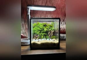  கண்ணாடி குடுவைக்குள் காடு வளர்க்கலாம்!