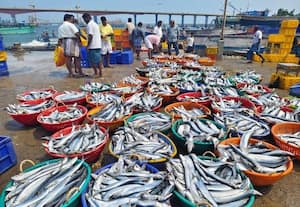  வாளை மீன்கள் வரத்து அதிகம்: விலை வீழ்ச்சி