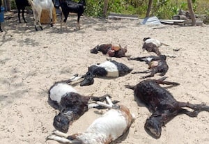  வெறி நாய்கள் கடித்து ஏழு ஆடுகள் பலி