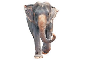 தண்ணீர் தேடி குடியிருப்பு பகுதிகளில் காட்டு யானைகள்- ﻿ படையெடுப்பு n வனப்பகுதியில் தண்ணீர் வசதியை செய்திட வலியுறுத்தல்