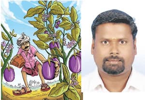   பச்சைக் கத்திரிக்காய்க்கு புவிசார் குறியீடு..﻿ வழங்கப்படுமா  நடவடிக்கைக்கு  விவசாயிகள் வலியுறுத்தல்