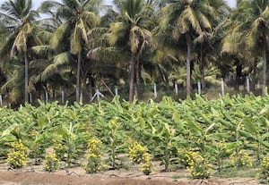  வாழைகளுக்கு இடையே செண்டு மல்லி சாகுபடி