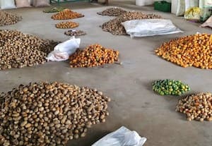  ஒழுங்குமுறை விற்பனை கூடத்தில் ரூ.5 லட்சத்திற்கு பாக்கு ஏலம்