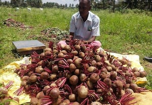   பீட்ரூட்  விளைச்சல் அதிகரித்தும் விலை இன்றி விவசாயிகள் கவலை
