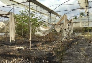  வேளாண் விஞ்ஞானி தோட்டத்திற்கு  தீ வைப்பு