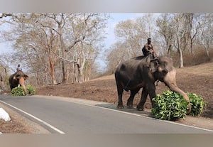  முதுமலை வனப்பகுதியில் தொடரும் வறட்சி! வளர்ப்பு யானைகளுக்கு பசுந்தீவன தட்டுப்பாடு