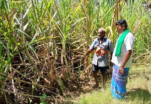  காட்டுப் பன்றிகள் தொல்லை; கரும்பு விவசாயம் பாதிப்பு