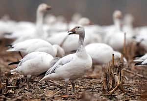 பனி வாத்துக்களின் பிரம்மாண்டப் பயணம்