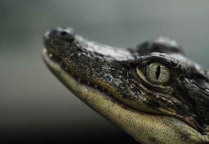 பணமும் பாவமும்  தரும் அலிகேட்டர்கள்