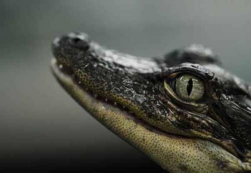 பணமும் பாவமும்  தரும் அலிகேட்டர்கள்