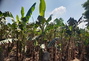  இலை... கிராக்கி இல்லை