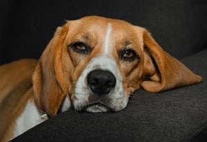  உங்க பப்பி சோர்வா இருக்கா