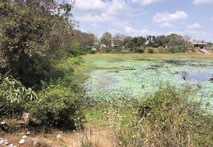  செய்யூர் செட்டி குளத்தை சீரமைக்க வேண்டுகோள்