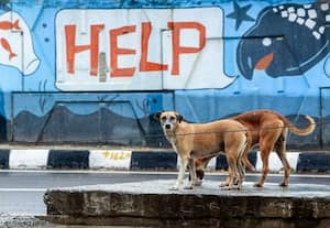 விஷ ஊசி செலுத்தி 100 நாய்கள் கொலை; தெலுங்கானாவில் மீண்டும் கொடூரம்