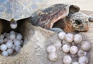  2.07 லட்சம் கடலாமை முட்டைகள் சேகரிப்பு: வனத்துறை தகவல்