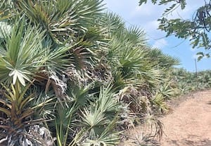  ஏரிக்கரையில் செழுமையாக வளர்ந்து அழகு சேர்க்கும் பனைமர கன்றுகள்