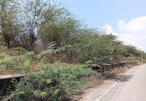  ஏரிக்கரையில் வளர்ந்துள்ள கருவேல மரங்களை வேரோடு அகற்ற தென்னேரி விவசாயிகள் வலியுறுத்தல்