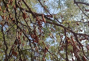  புளியம்பழம் சீசன் துவக்கம்