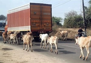  நெடுஞ்சாலையில் கால்நடைகள் உலா வாகன ஓட்டிகள், மக்கள் கடும் அவதி