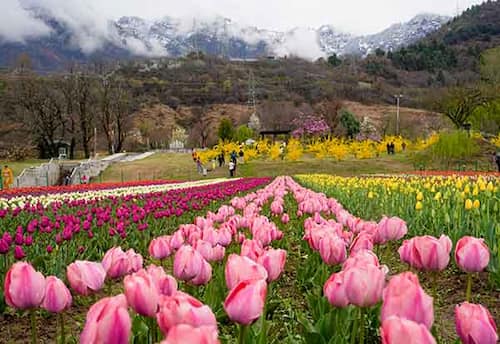 வசந்தம் வந்ததே...துலிப் மலர்களை தந்ததே