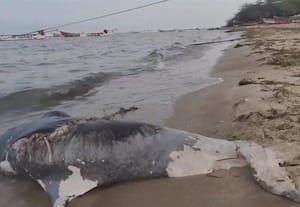  கரை ஒதுங்கிய ராட்சத டால்பின்