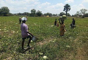  விலை கிடைத்தும் மகசூல் கிடைக்கல தர்ப்பூசணி சாகுபடி விவசாயிகள் கவலை