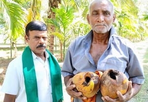  தென்னைக்கு வருது புதுப்புது தொல்லை தேங்காய் உற்பத்தி பாதிப்பால் நஷ்டம்