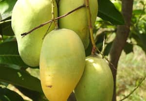  மாடி தோட்டத்திலும் 'அங்கர் கார்' மா  சாகுபடி