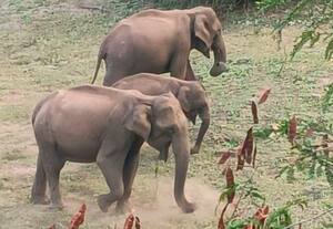  ஆழியாறு ரோட்டில் யானைகள் கவனமாக செல்ல அறிவுரை