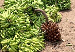  நேந்திரன் விலை உயர்வு செவ்வாழை விலை சரிவு