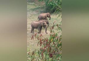  ஆழியாறு ரோட்டில் யானைகள் கவனமாக செல்ல அறிவுரை