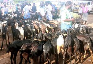  ரூ.1.5 கோடிக்கு ஆடுகள் விற்பனை