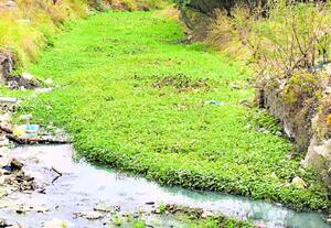 பாசன வாய்க்காலில் படர்ந்துள்ள ஆகாயத்தாமரை அகற்றப்படுமா
