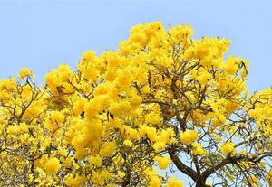  கோடையை வரவேற்கும் மஞ்சள் மலர்கள் 