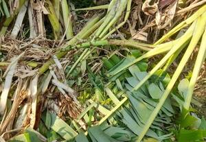 காட்டு யானைகளால் வாழைகள் சேதம்