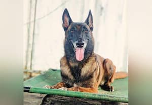  ஆக் ஷன் திரில்லர் படத்தில் ஹீரோவான 'பெப்பர்'