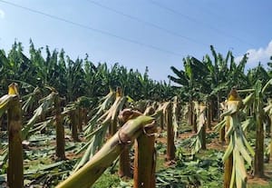  சுழற்றியடித்த சூறாவளி 30 ஆயிரம் வாழை சேதம்