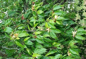  'கொடை' யில் மணம் கமழும் செண்பக பூக்கள்