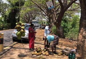  கிழக்கு கடற்கரை சாலையில் நுங்கு விற்பனை அமோகம்
