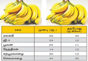  வாழைப்பழம் விலை 50 சதவீதம் வீழ்ச்சி அதிக விளைச்சல், ஏற்றுமதி சரிவு காரணம் கொள்முதல் விலை நிர்ணயிக்க கோரிக்கை