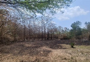  தேக்கு, தைலத்தோப்பிற்கு மர்ம நபர்கள் தீ வைப்பு