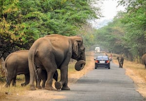  யானைகள் வருகை: எச்சரிக்கும் வனத்துறை