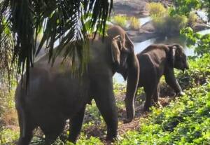  துதிக்கை இல்லாத குட்டியானை தாயுடன் நம்பிக்கையாக உலா