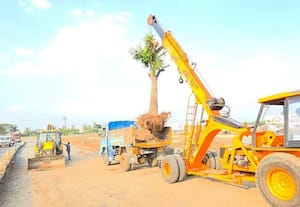  மரங்கள் மறு நடவு பணி துவக்கம்: துளிர் விட்டால் இயற்கை தழைக்கும்