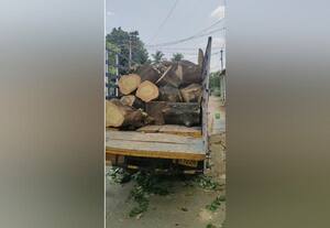  மரங்கள் வெட்டி சாய்ப்பு: மக்கள் முன்பு தைரியம்