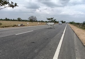  தேசிய நெடுஞ்சாலையில் திரியும் கால்நடைகளால் விபத்து அபாயம்