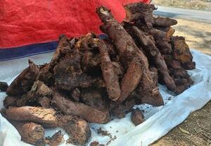  திருப்புவனத்தில் விற்பனைக்கு வந்த மூட்டு வலி கிழங்கு