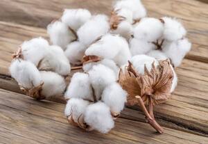  வரத்து குறைந்ததால் பஞ்சு விலை உயர்வு  மேற்கு ஆசியாவில் நீடிக்கும் போர் சூழல் காரணம்
